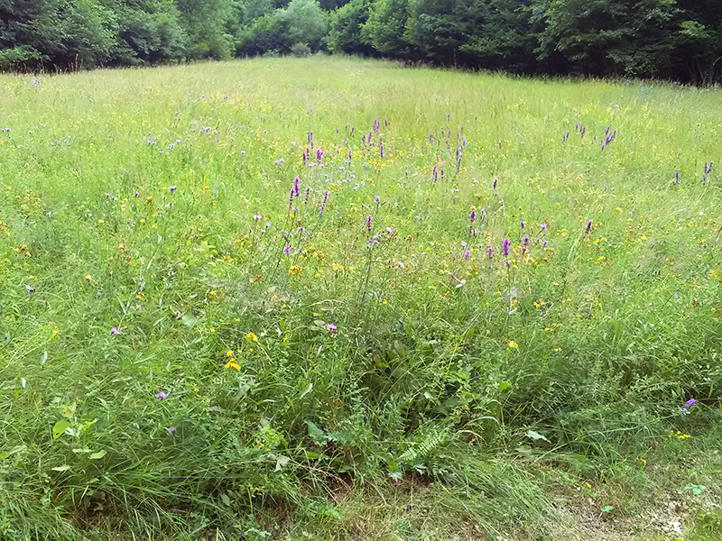 pokusná horská lúka po podsadení nektarodajných rastlín